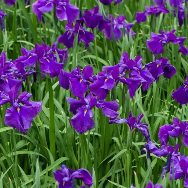 Iris Ensata