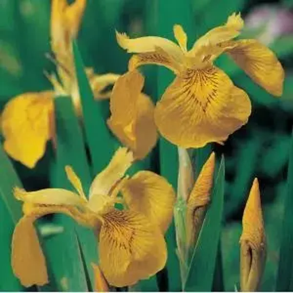 Iris pseudacorus