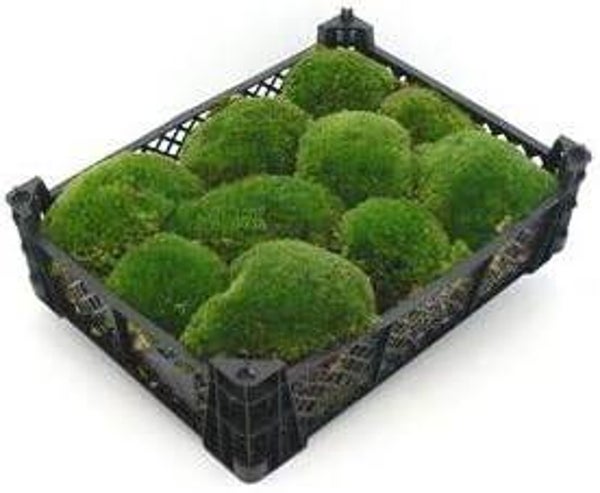 Kist 40 x 30 x 8 cm vers premium kogelmos, echt natuurlijk mos