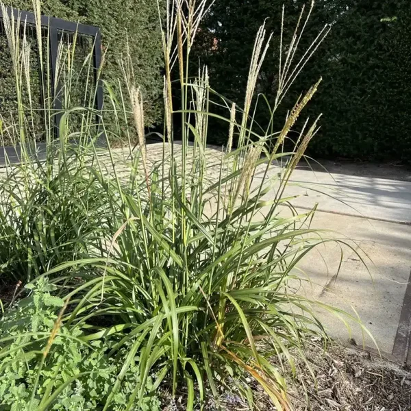 Miscanthus sinensis Korea