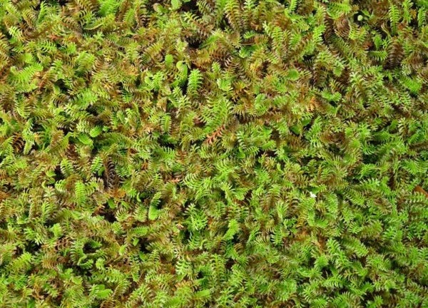 Leptinella squalida