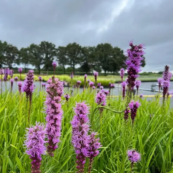Liatris spicata ‘Floristan Violett’