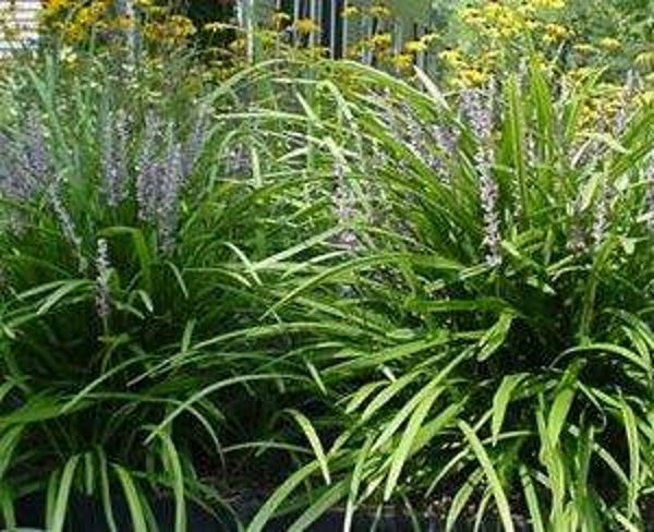 Liriope muscari Big Blue