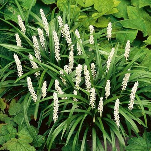 Liriope muscari Monroe White