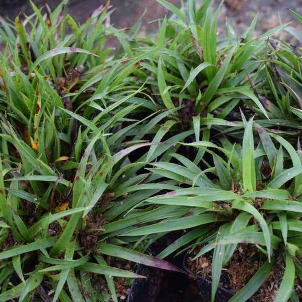luzula pilosa Igel