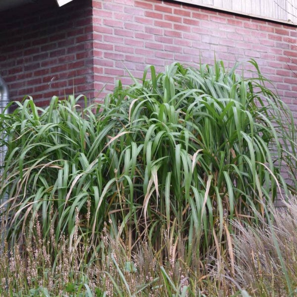 Miscanthus giganteus Floridulus