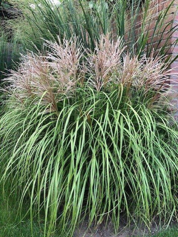 Miscanthus sinensis Red Chief