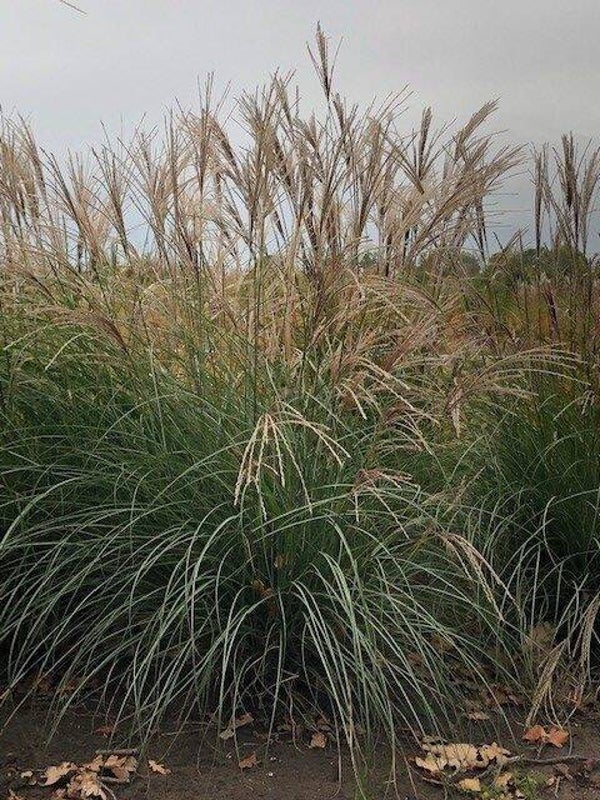 Miscanthus sinensis Adagio