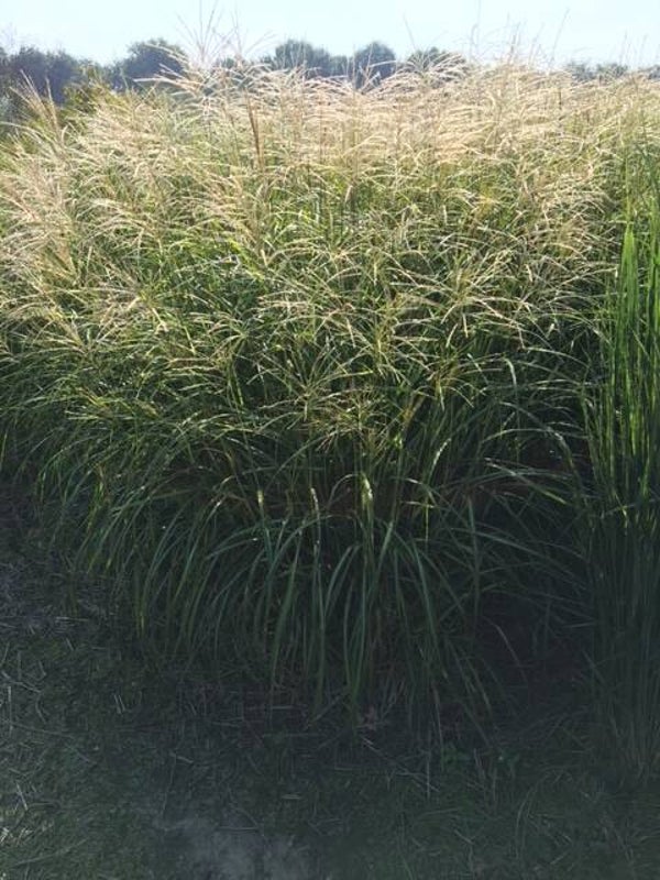 Miscanthus sinensis Herman Mussel