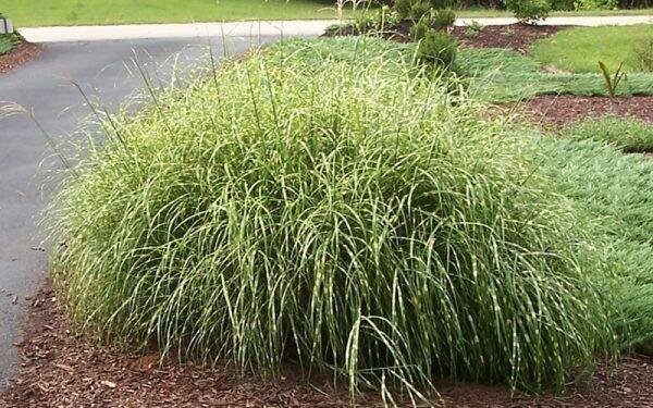Miscanthus sinenis Little Zebra