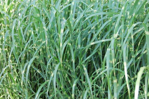 Miscanthus sinensis Zebrinus P9