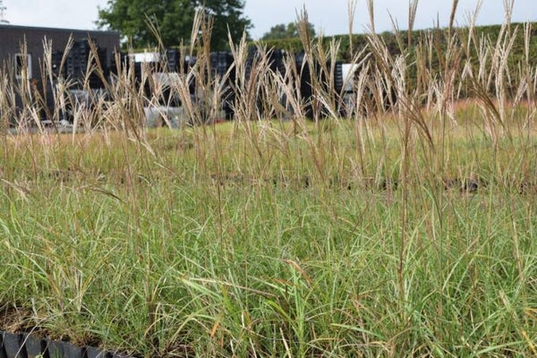 Miscanthus sinensis yakushima Dwarf (Yaku Jima) P9