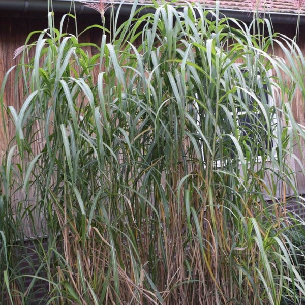 Miscanthus Floridulus Jubularis
