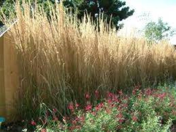 Molinia a Karl Foerster