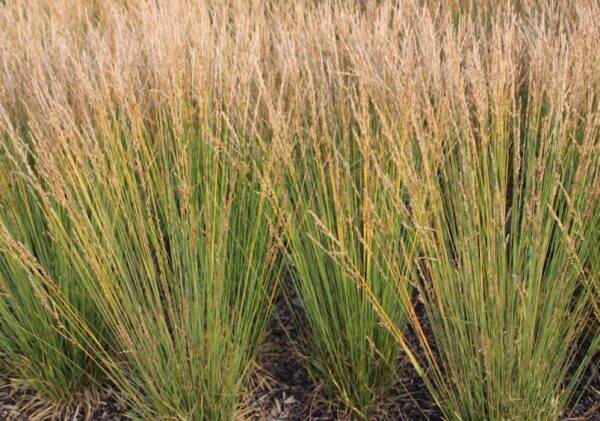 Molinia Strahlerquelle