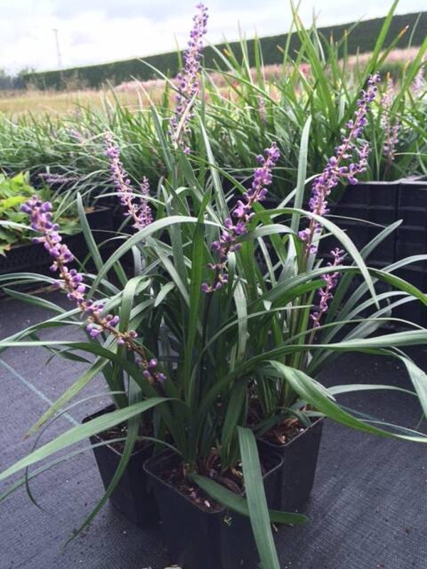 Liriope muscari Money Maker