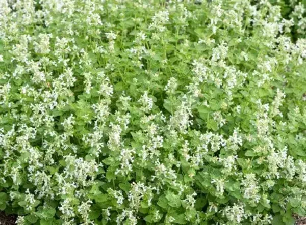 Nepeta ‘Alba’