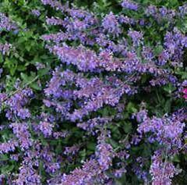 Nepeta Six Hills Giant