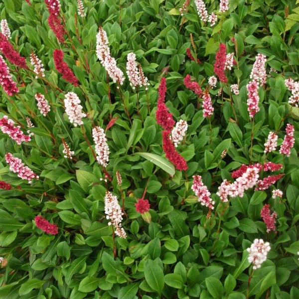 Persicaria aff. Darjeeling Red