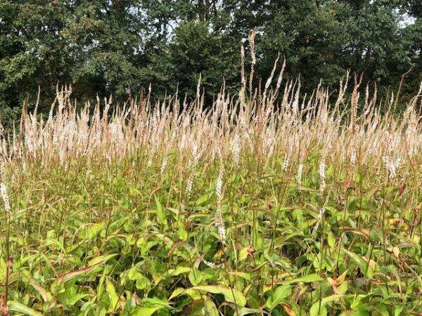 Persicaria amplexicaulis Alba