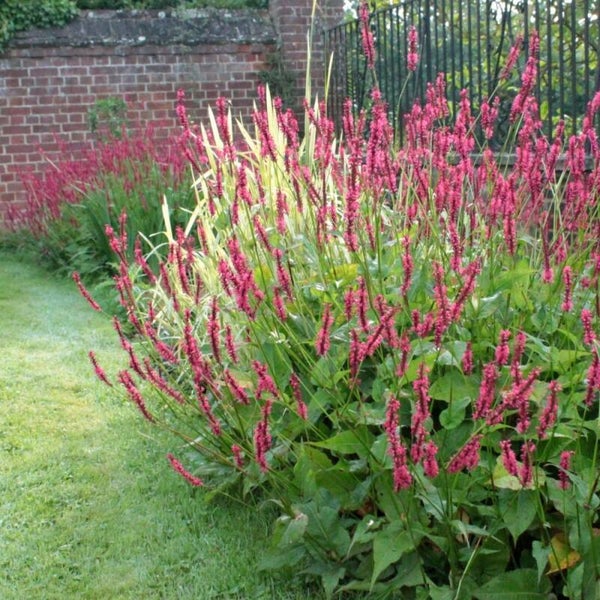 Persicaria amplexicaulis Speciosa