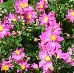 Anemone hup. Prinz Heinrich – Herfstanemoon