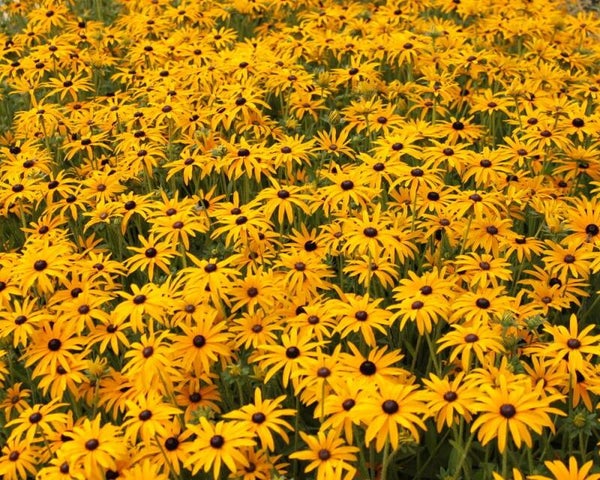 Rudbeckia fulgida Goldsturm