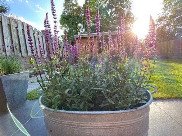 Salvia nemorosa Caradonna