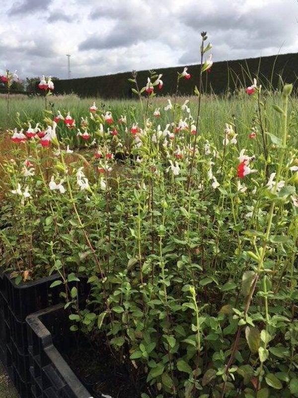 Salvia microphylla Hot Lips