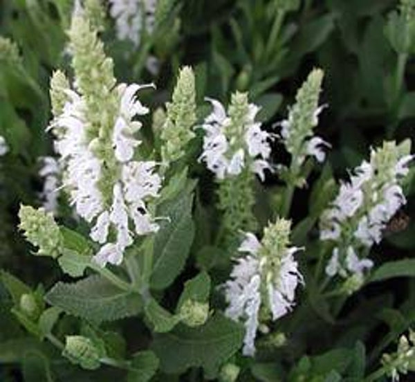 Salvia nemorosa Schneehügel