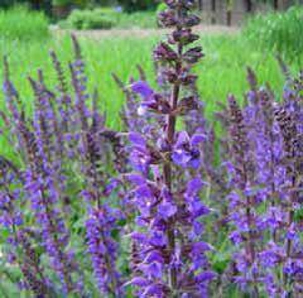 Salvia nemorosa Ostfriesland
