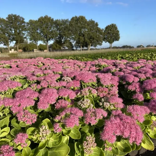 Sedum spectabile Brilliant