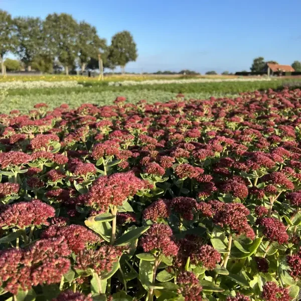 Sedum Herbstfreude