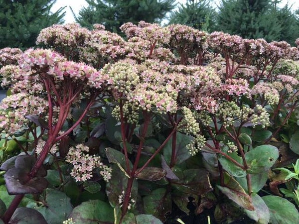Sedum matrona