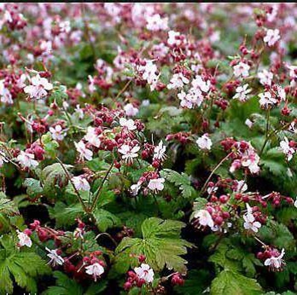 Geranium macrorrhizum Spessart