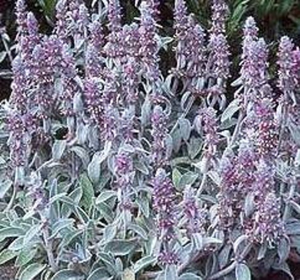 Stachys byzantina