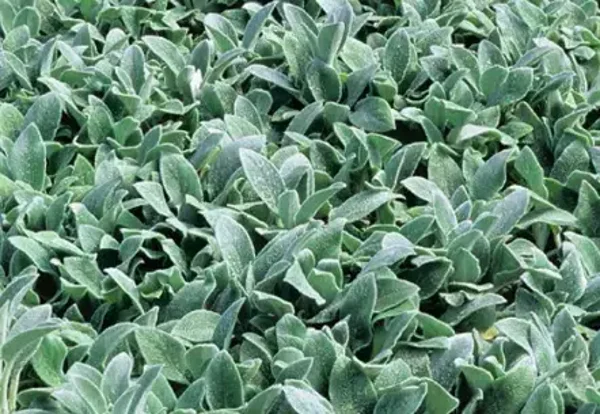 Stachys byzantina ‘Silver Carpet’