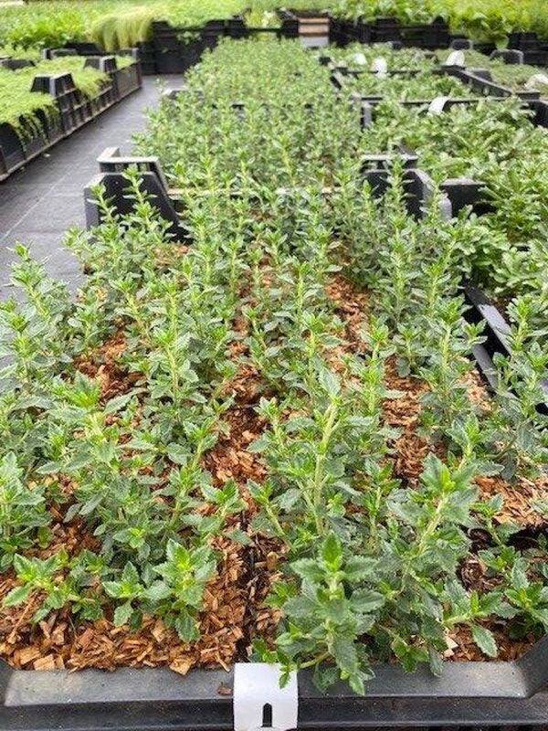 Teucrium lucidrys
