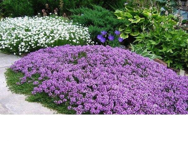 Thymus praecox Coccineus