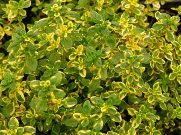 Thymus citriodorus Aureus
