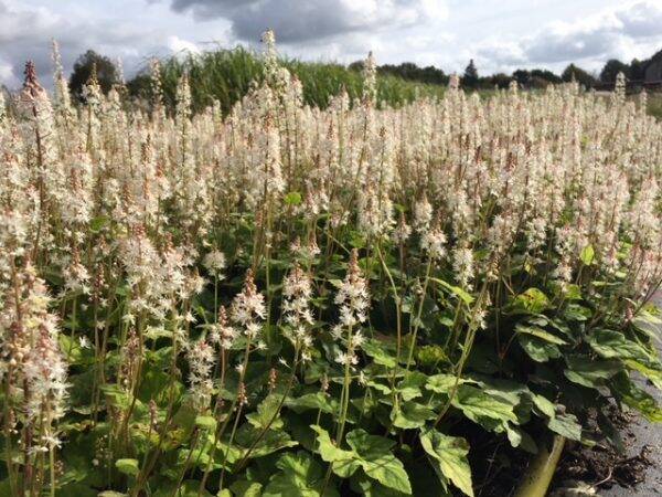 Tiarella wherryi