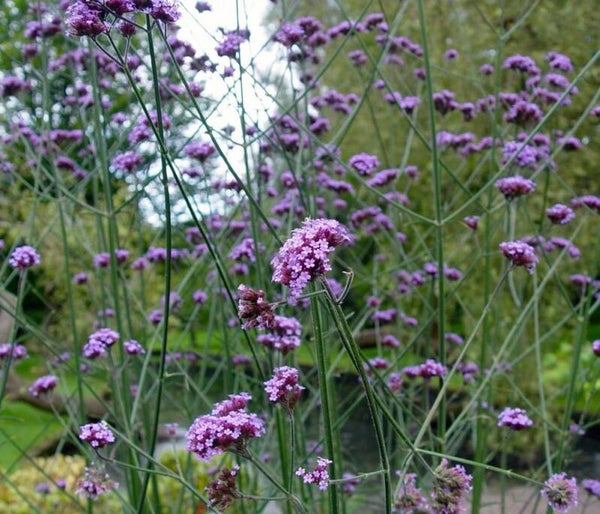 Verbena bonariensis
