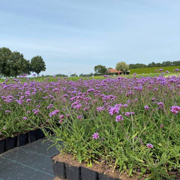 Verbena bonariensis ‘Lollipop’