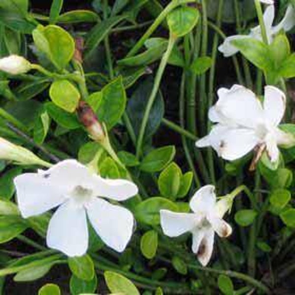 Vinca minor 'Alba'