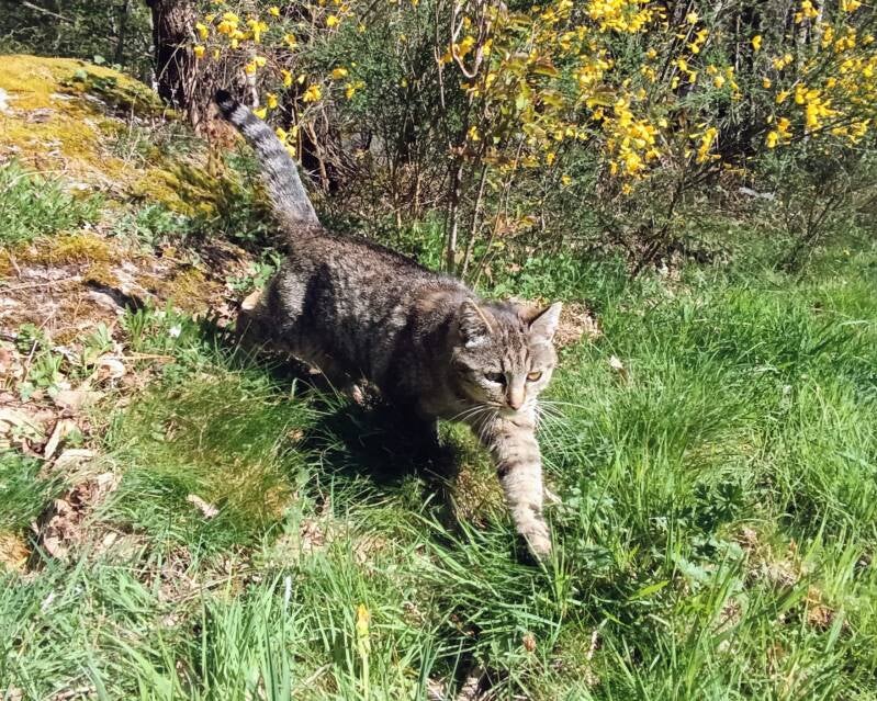 Mimi in de boswei