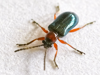 Disinfestazioni 360 - cimici da letto milano