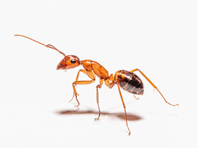 Disinfestazione Formiche Milano - Disinfestazioni 360