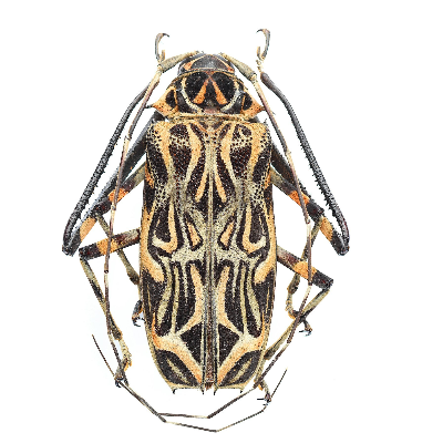 Scarafaggi e Tarli  Milano - Disinfestazioni 360