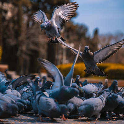 Disinfestazione Piccioni Milano - Disinfestazioni 360