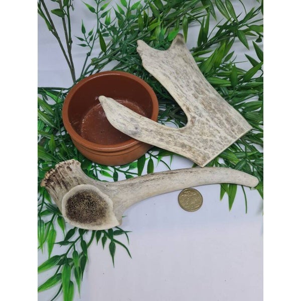 Deer Antlers (Extra Large)